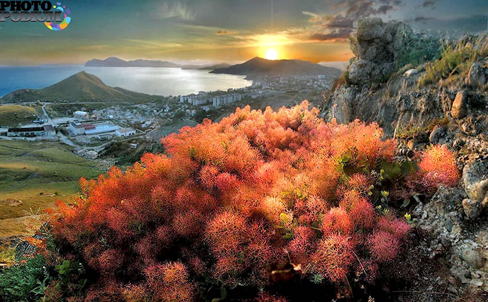Скумпия Крымская