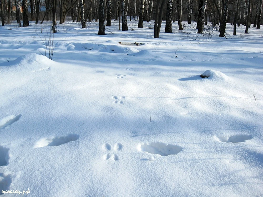 Следы белки на снегу