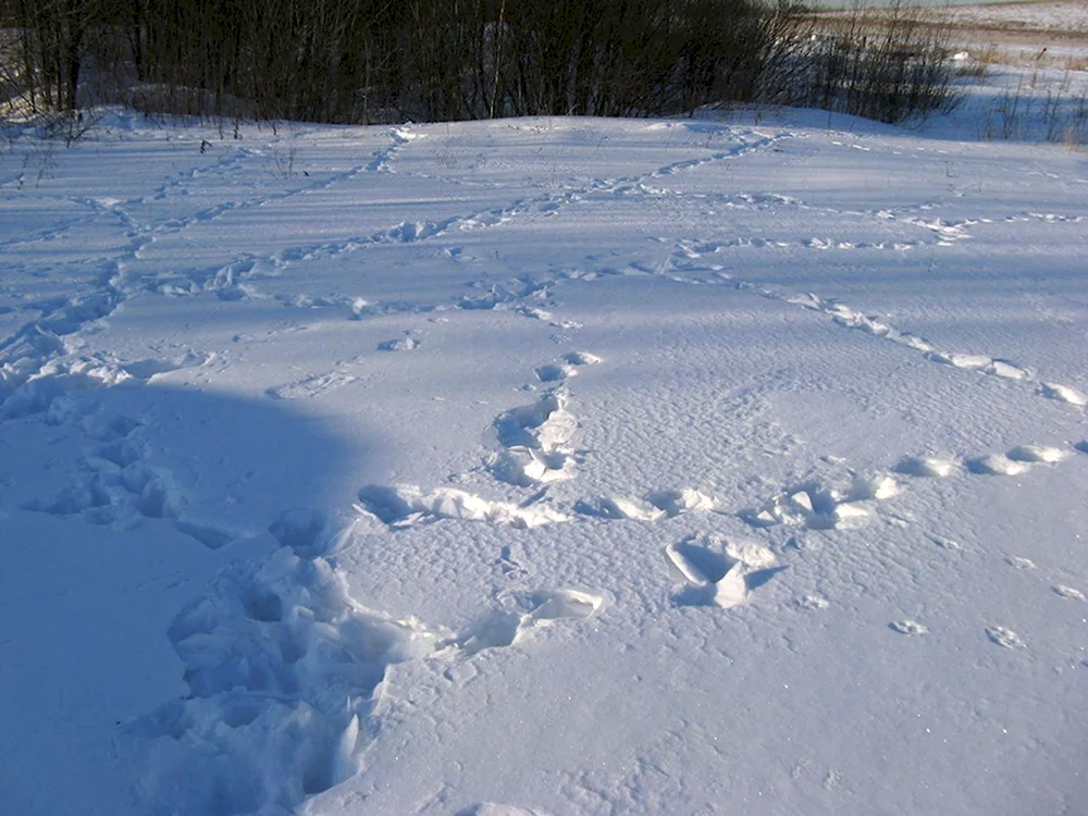 Следы лисы зимой в лесу