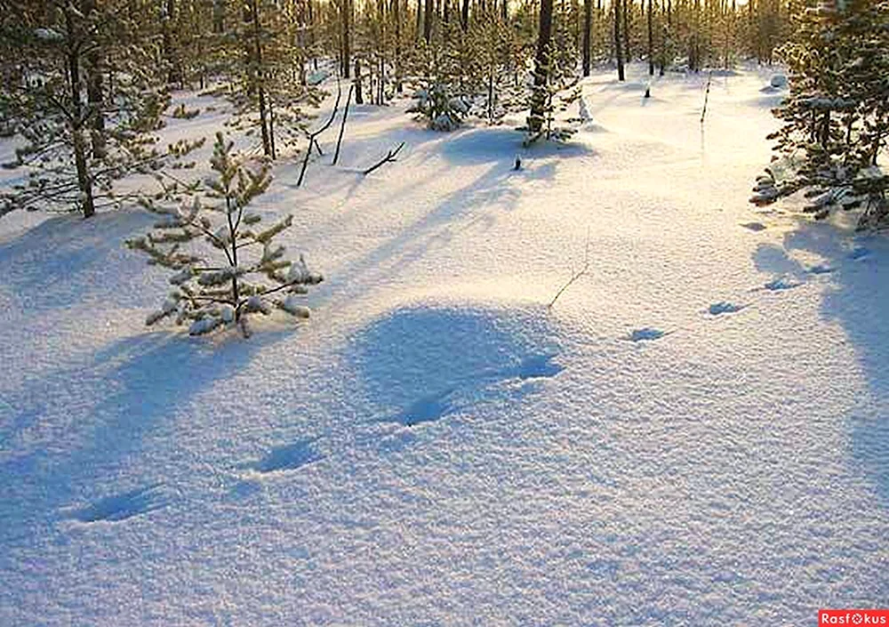 Следы на снегу