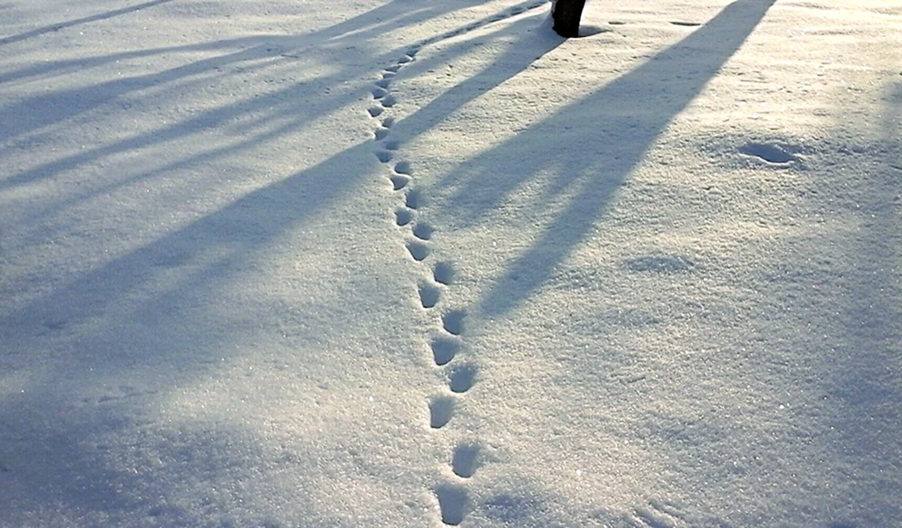 Следы на снегу