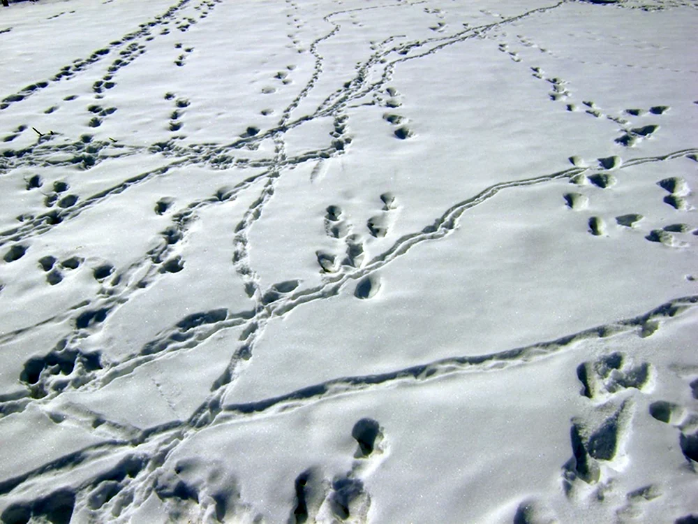 Следы зайца беляка