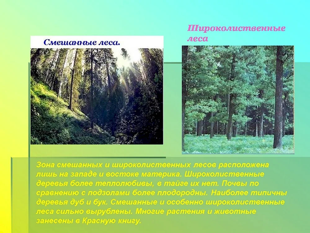 Смешанные и широколиственные леса климатический пояс