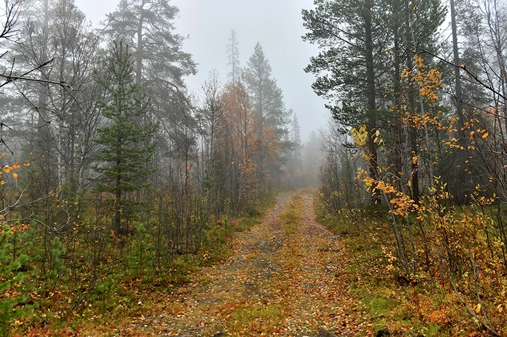 Смешанный лес осень туман