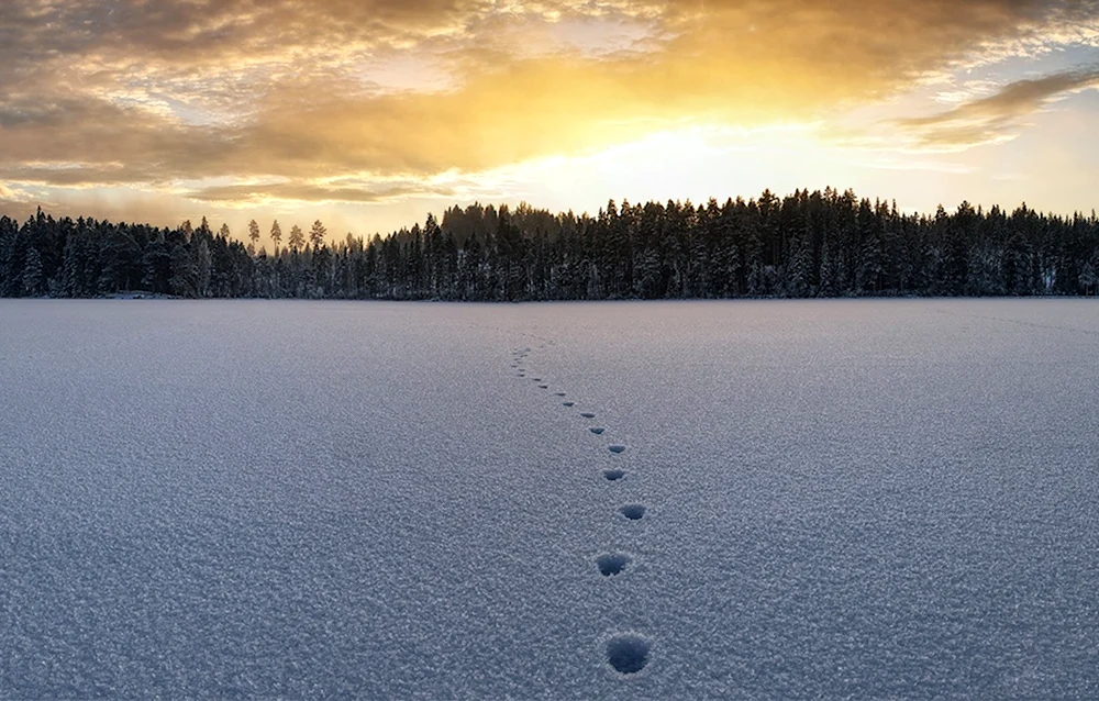 Снежная даль