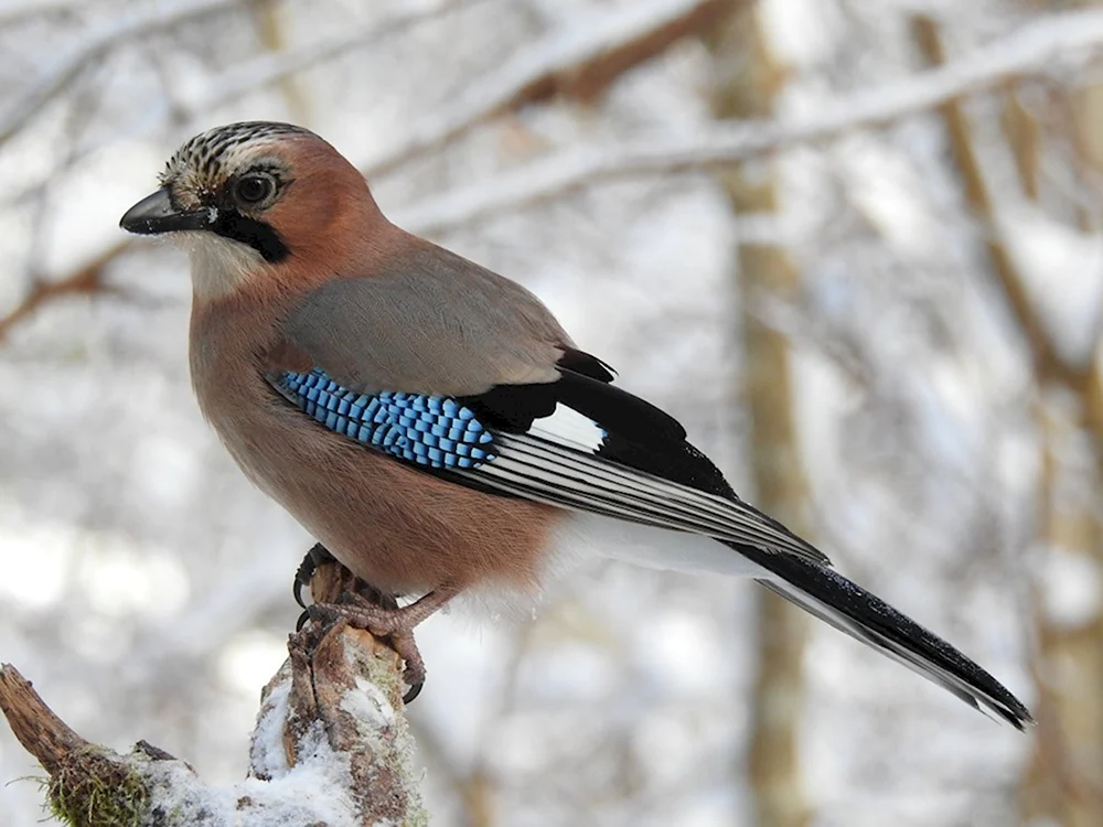 Сойка garrulus glandarius