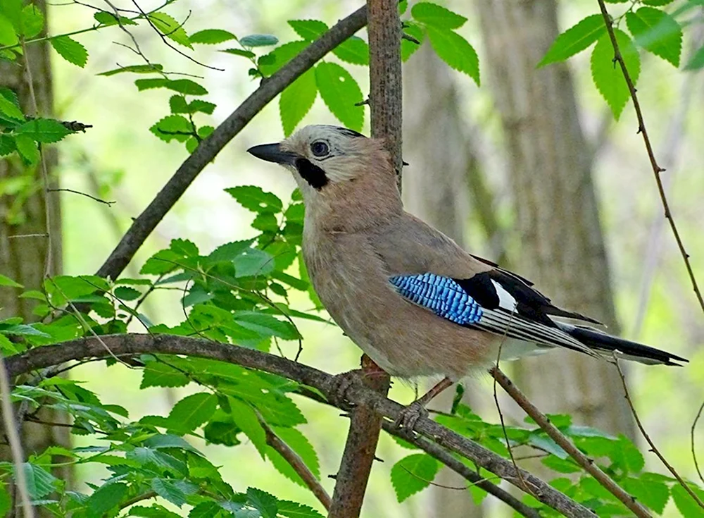 Сойка обыкновенная garrulus glandarius