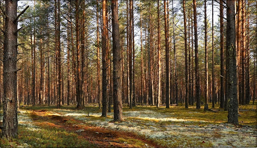 Сосновый Бор Алексин лес