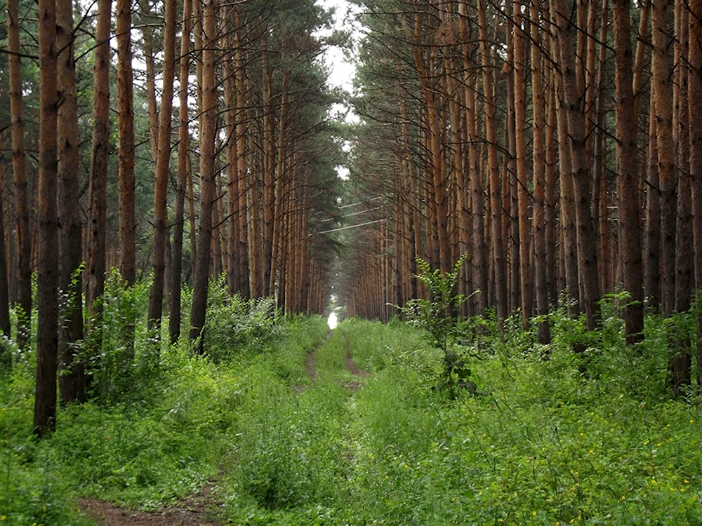 Сосновый Бор Костанай лес