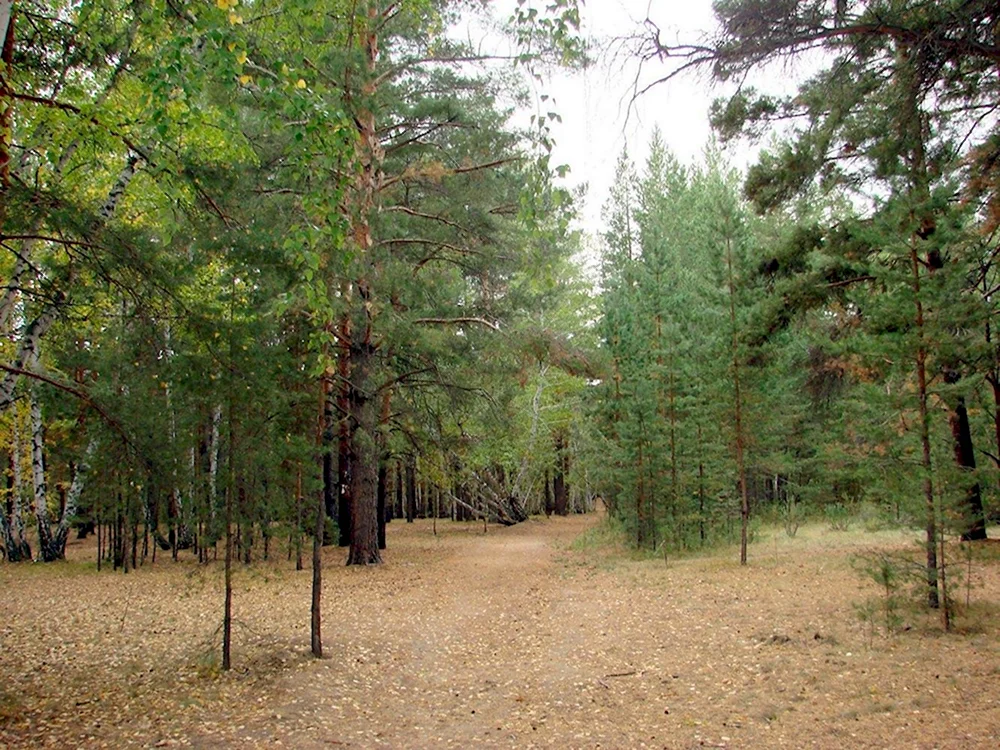 Сосновый Бор Костанай лес