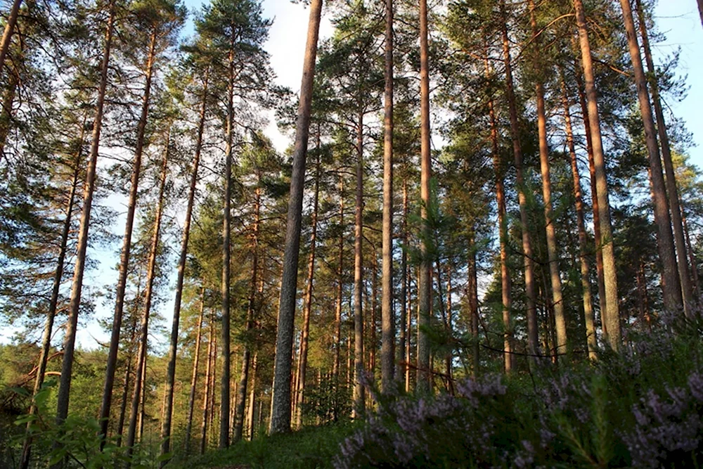 Сосновый Бор Краснокамск