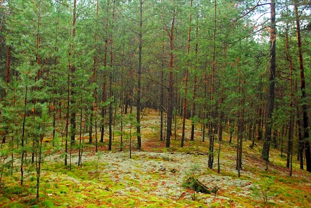 Сосновый Бор Рязань лес