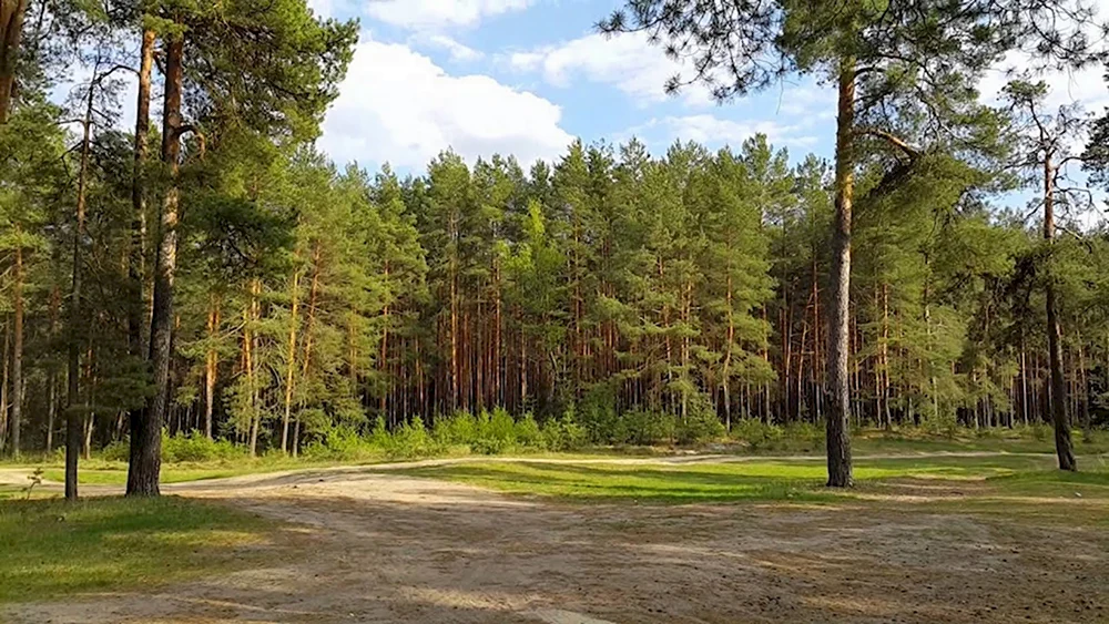 Сосновый Бор Закамск