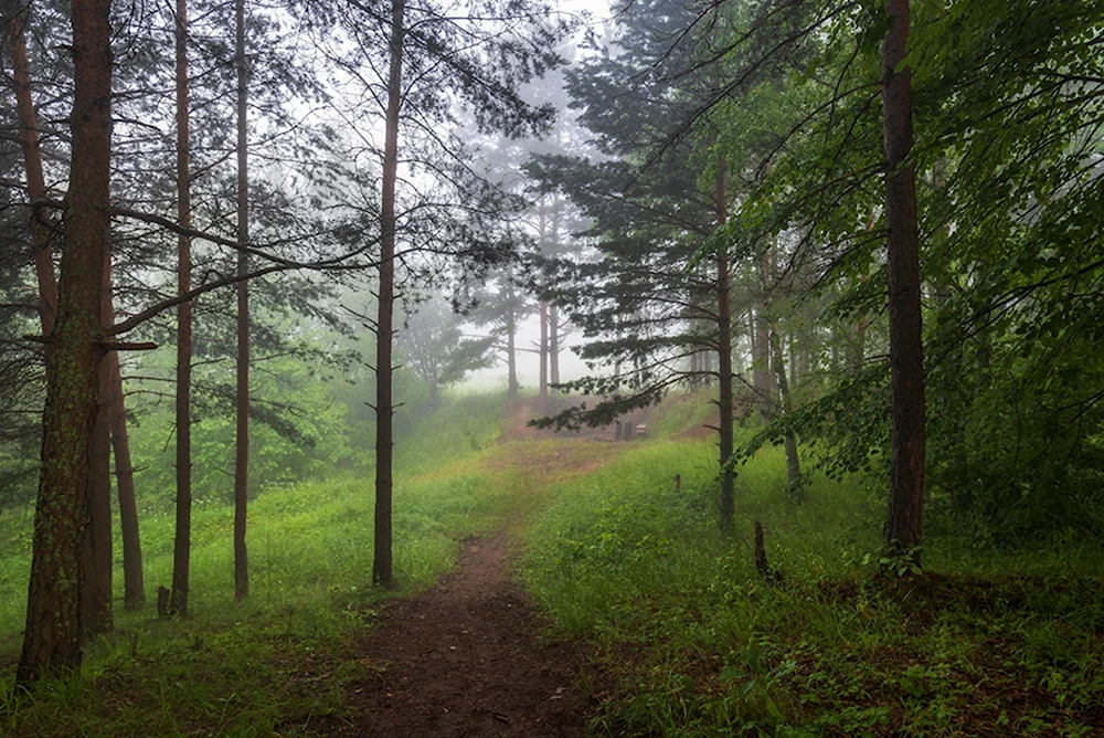 Сосновый лес Гридюкино