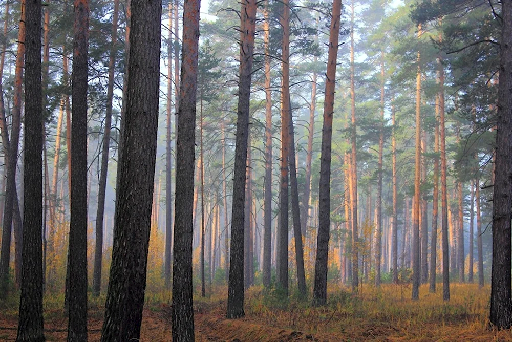 Сосновый лес Каялов Бор