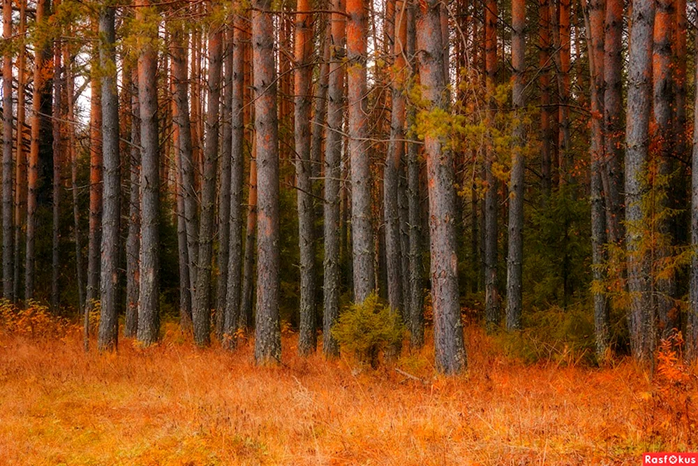 Сосновый лес осенью