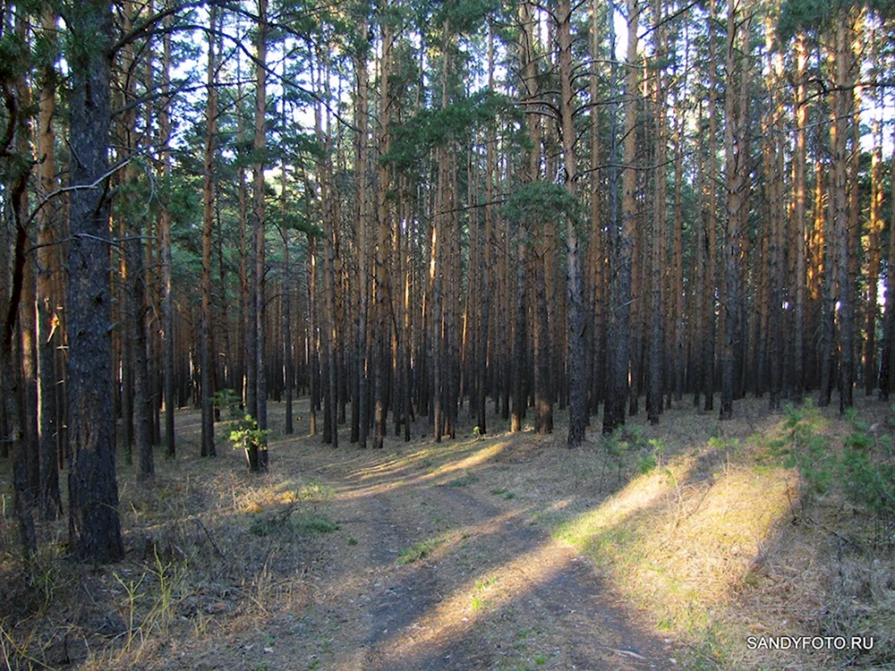 Сосновый лес в Бутово