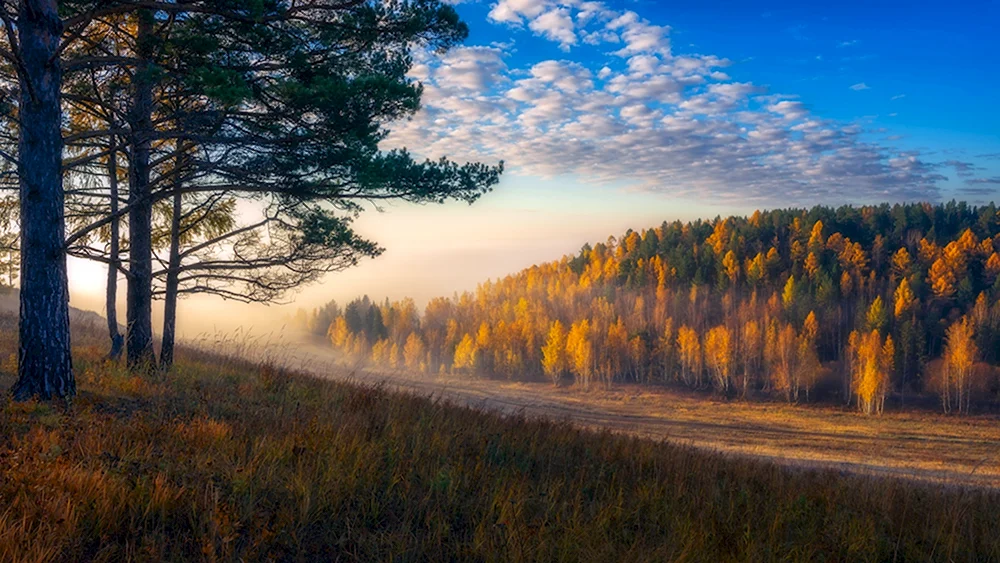 Сосны осень