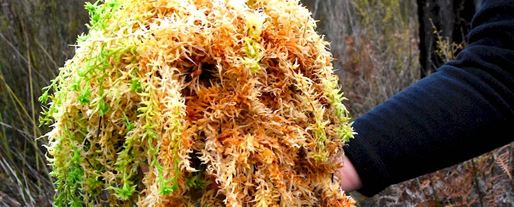 Sphagnum Moss