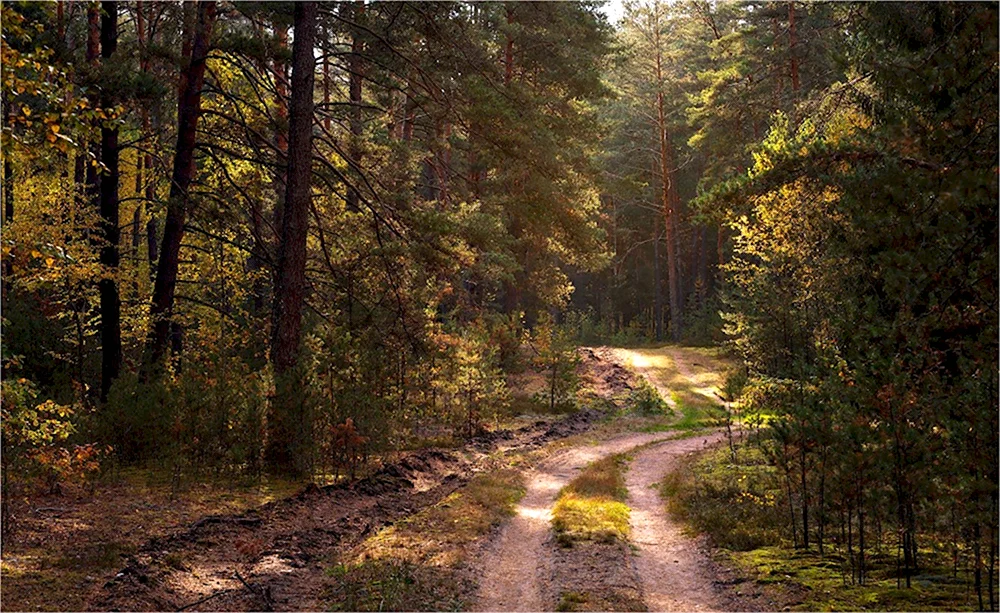 Старая дорога в лесу