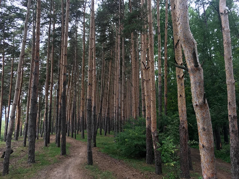 Стригинский Бор Нижний Новгород