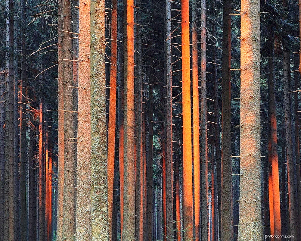 Ствол сосны