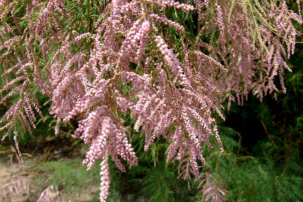 Тамарикс parviflora