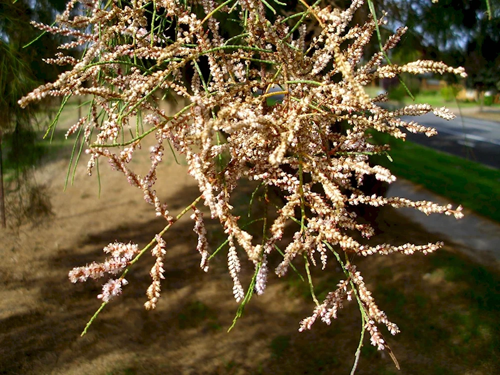 Tamarix aphylla
