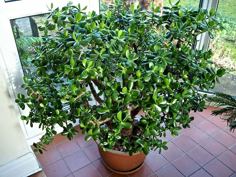 Толстянка Magical Tree