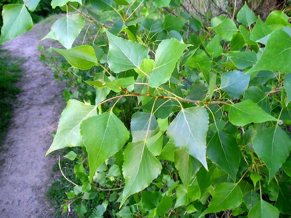 Тополь канадский Populus canadensis