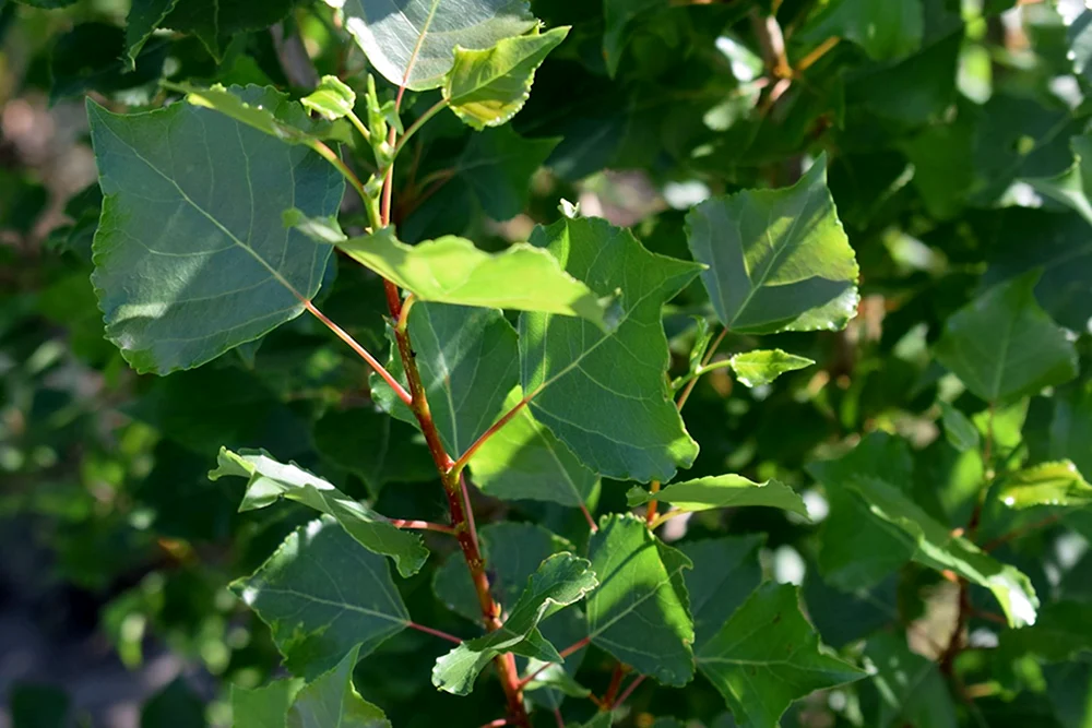 Тополь пирамидальный Populus pyramidalis