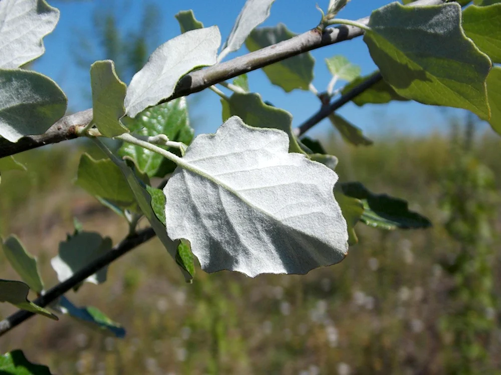Тополь Populus Alba