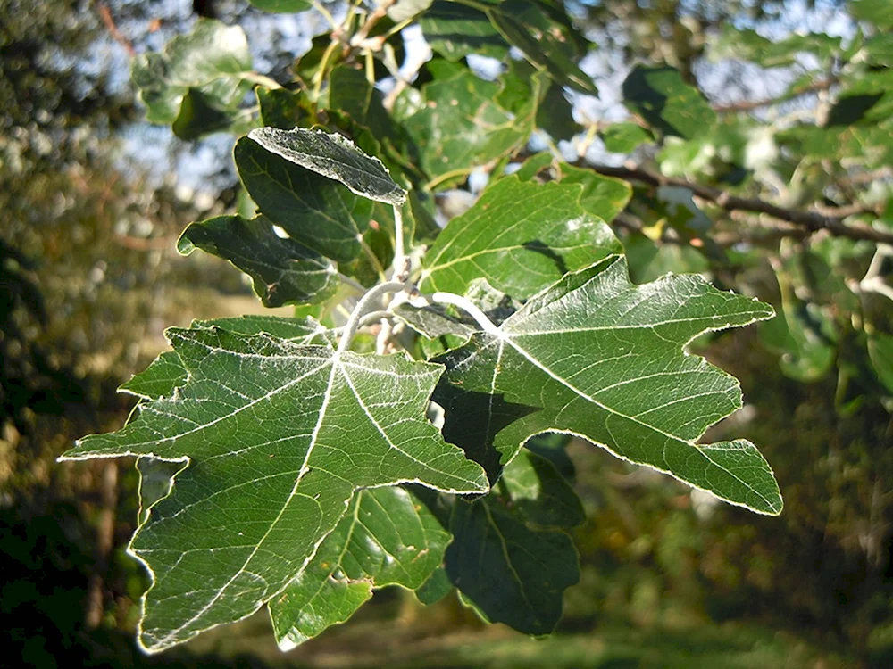Тополь Populus Alba
