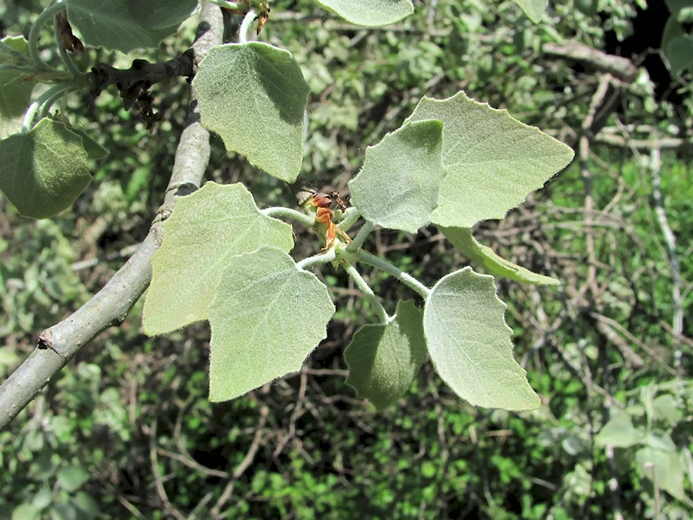 Тополь Populus Alba