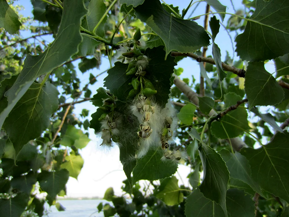Тополь Populus Alba
