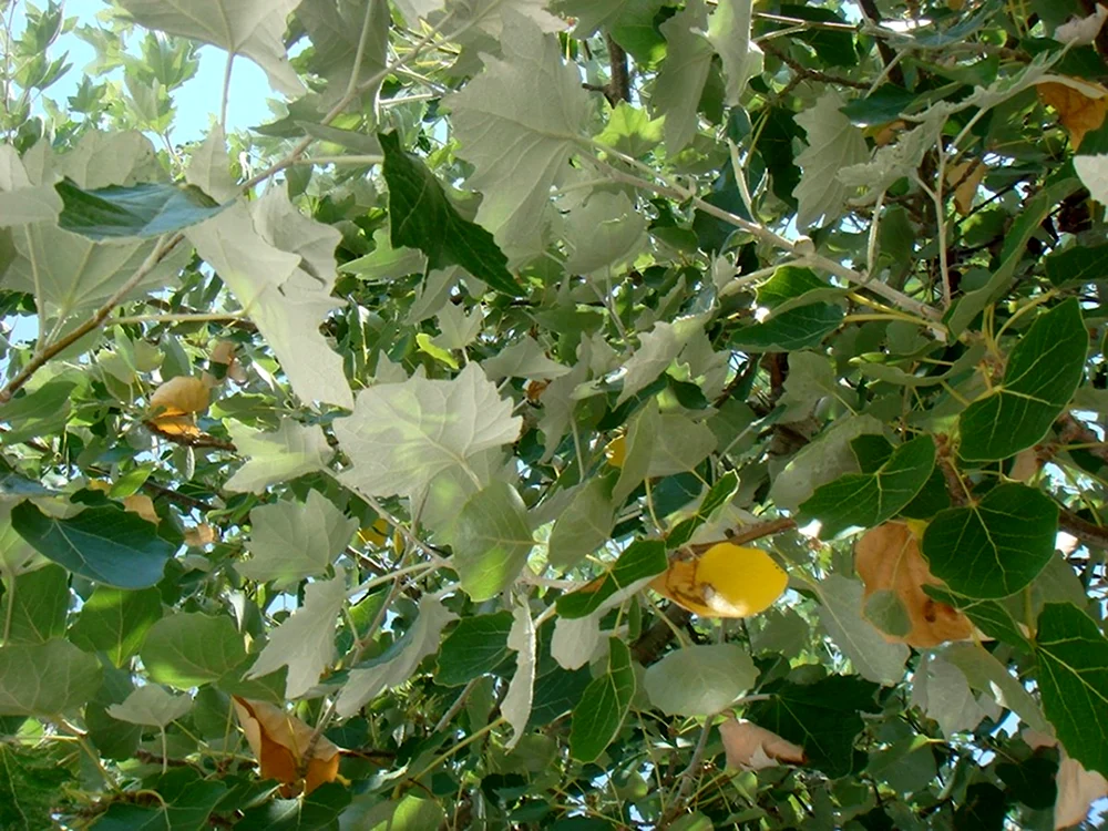 Тополь Populus Alba