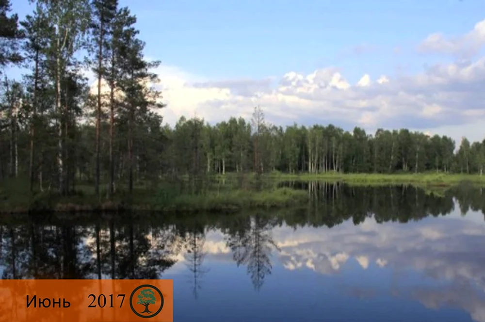 Торфяное озеро Пушкинский район