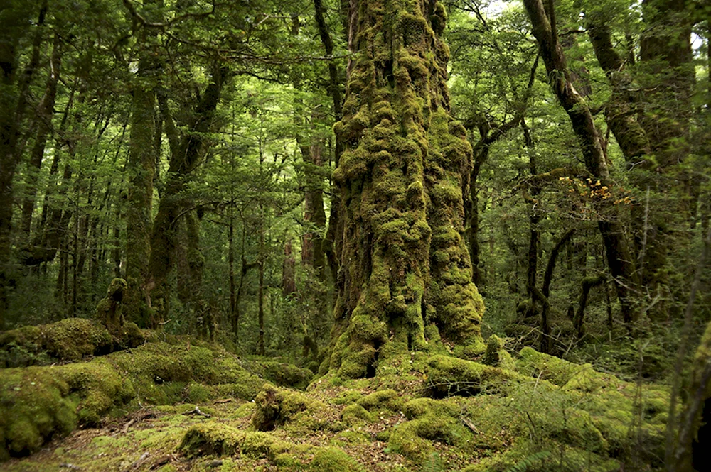Tree Trunk gorge новая Зеландия