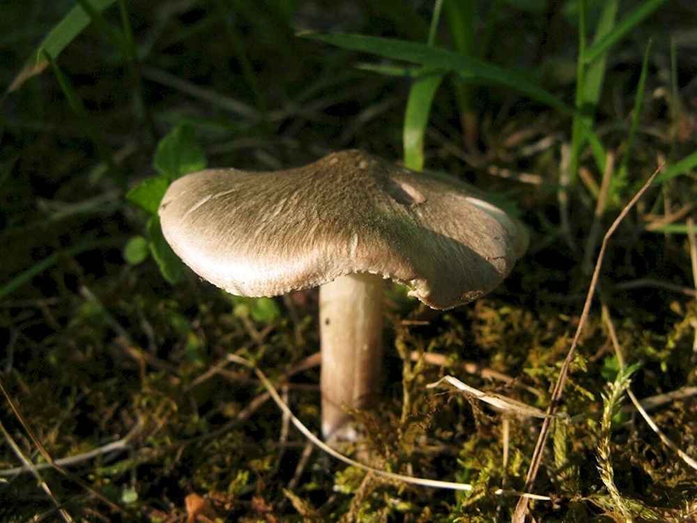 Tricholoma scalpturatum