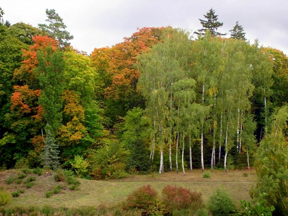 Тростянецкий дендропарк