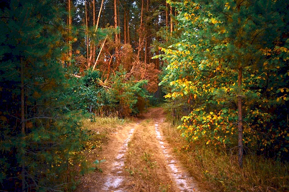 Тупик в лесу