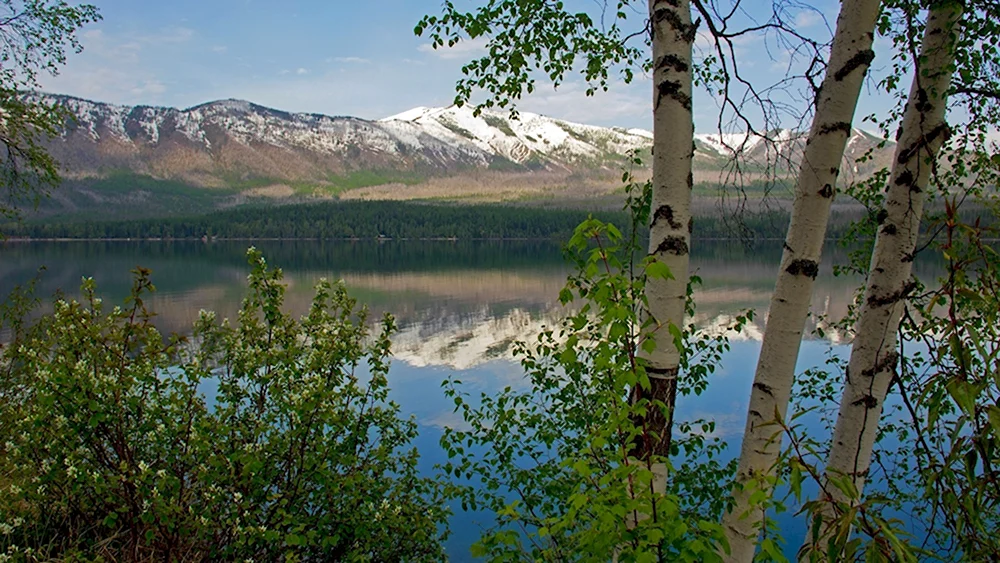 Уральская природа береза