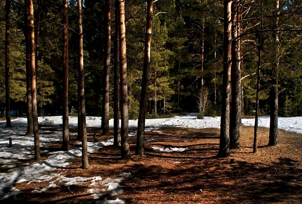 Весна в лесу