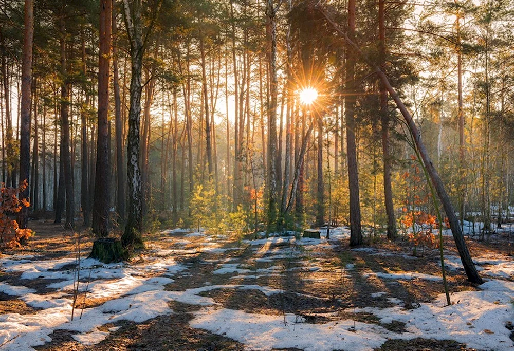 Весна в лесу