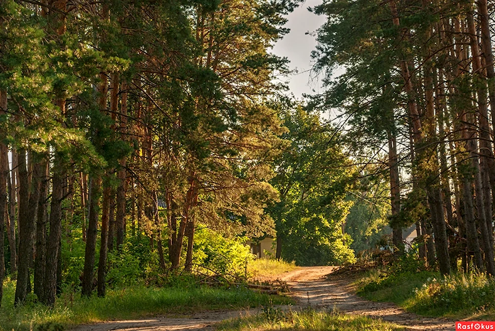 Ветчаковский лес Кстовский район