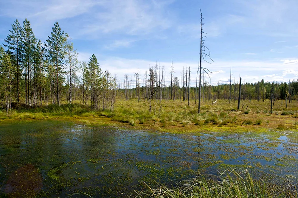 Водлозерский парк болота