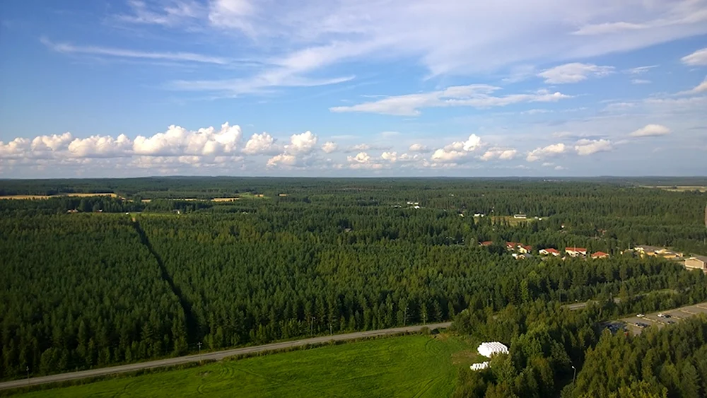 Вознесенский район Нижегородская область лес
