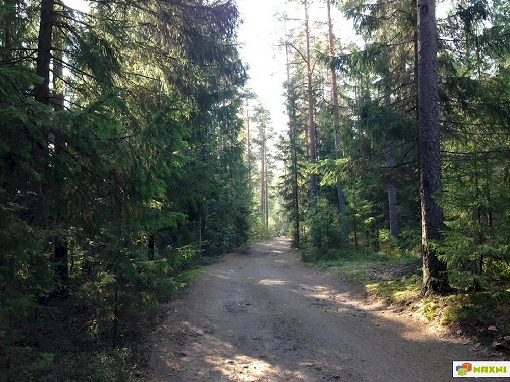 Выборг лес
