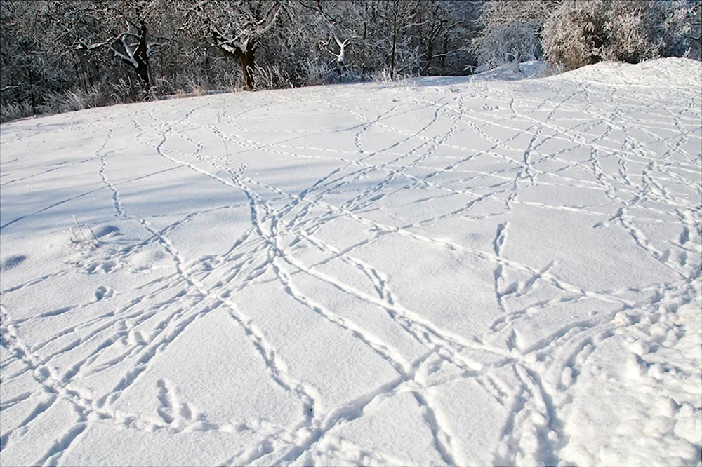 Заячьи следы на снегу