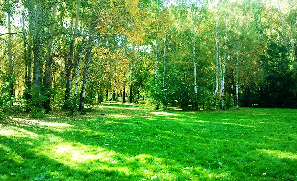 Зеленая Лесная Поляна
